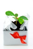 A plant in a case Royalty Free Stock Photo A plant in a case Royalty Free Stock Photo