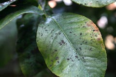 Plant diseases, mealybug