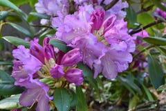 Plant, Flower, Woody Plant, Flowering Plant stock images Plant, Flower, Woody Plant, Flowering Plant stock images