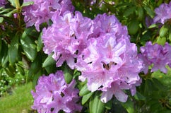 Plant, Flower, Woody Plant, Flowering Plant royalty free stock images Plant, Flower, Woody Plant, Flowering Plant royalty free stock images