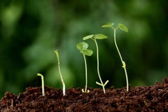 Plant growth-New beginnings Stock Images Plant growth-New beginnings Stock Images