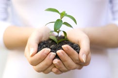 Plant In Female Hands Stock Images