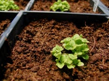 Plant In Greenhouse Stock Photos Plant In Greenhouse Stock Photos