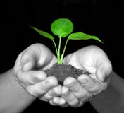 Plant In Hands Royalty Free Stock Images