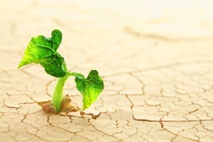 Plant In The Desert Royalty Free Stock Image Plant In The Desert Royalty Free Stock Image
