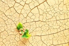 Plant In The Desert Stock Photography Plant In The Desert Stock Photography
