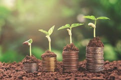Plant money growing concept business finance