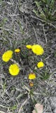 Flowers mother and stepmother stock photo Flowers mother and stepmother stock photo