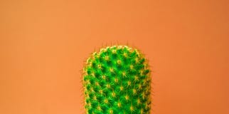 Plant on pink. Tropical Greens minimal art design.Contemporary Art. stock photos Plant on pink. Tropical Greens minimal art design.Contemporary Art. stock photos