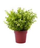 Plant pot. Isolated on white plant pot Plant pot. Isolated on white plant pot