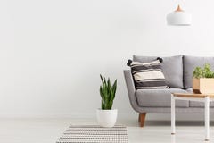 Grey sofa in white living room interior with copy space on empty wall. Real photo