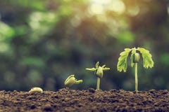 plant seeding growing step with sunlight with vintage tone filter . agriculture concept in farm royalty free stock photos plant seeding growing step with sunlight with vintage tone filter . agriculture concept in farm royalty free stock photos