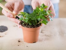 Plant transplantation home flora hand replanting royalty free stock images Plant transplantation home flora hand replanting royalty free stock images