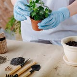 Plant transplantation home flora hand tool soil stock image Plant transplantation home flora hand tool soil stock image