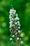 Plant with white flowers in the meadow.