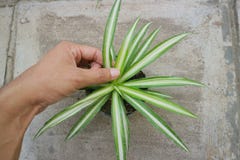 Plant With Long, Pointed Leaves Called Dracaena Marginata Stock Photos