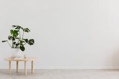 Plant on wooden table against white empty wall with copy space in living room interior. Real photo. Place for your furniture