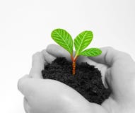 Planta Planta