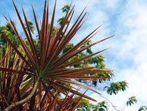Planta australásia do grande Cordyline do rosa com o céu azul no Suriname Ámérica do Sul imagem de stock Planta australásia do grande Cordyline do rosa com o céu azul no Suriname Ámérica do Sul imagem de stock