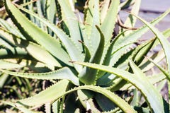 Planta carnuda do aloés, planta decorativa na rua de Catania, Sicília, Itália imagem de stock Planta carnuda do aloés, planta decorativa na rua de Catania, Sicília, Itália imagem de stock