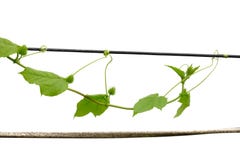 A planta da hera sae com um fruto cru que agarra ao longo do fio da eletricidade imagens de stock royalty free A planta da hera sae com um fruto cru que agarra ao longo do fio da eletricidade imagens de stock royalty free