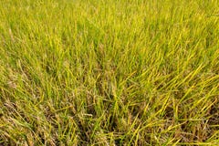 Planta de arroz en el campo de arroz, listo para cosechar foto de archivo Planta de arroz en el campo de arroz, listo para cosechar foto de archivo