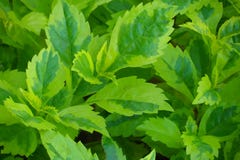 A planta de caricatura, folhas do ouro é igualmente um nome sagrado usado em várias propriedades auspiciosos Tratamento da dor, i imagens de stock A planta de caricatura, folhas do ouro é igualmente um nome sagrado usado em várias propriedades auspiciosos Tratamento da dor, i imagens de stock