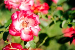 Planta de Floribunda de la mezcla de Betty Boop Rose Yellow fotos de archivo libres de regalías Planta de Floribunda de la mezcla de Betty Boop Rose Yellow fotos de archivo libres de regalías