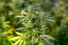 Planta de marijuana al aire libre, marijuana del brote imagenes de archivo Planta de marijuana al aire libre, marijuana del brote imagenes de archivo
