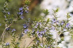 Planta de Rosemary (officinalis do Rosmarinus) Imagem de Stock Planta de Rosemary (officinalis do Rosmarinus) Imagem de Stock