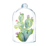 Planta del cactus de la acuarela ilustración del vector Planta del cactus de la acuarela ilustración del vector