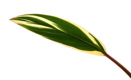 Planta del Ti u hojas del fruticosa del Cordyline, follaje colorido, hoja tropical ex?tica, aislada en el fondo blanco con la tra fotos de archivo Planta del Ti u hojas del fruticosa del Cordyline, follaje colorido, hoja tropical ex?tica, aislada en el fondo blanco con la tra fotos de archivo