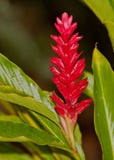 Planta do gengibre vermelho Fotos de Stock Planta do gengibre vermelho Fotos de Stock