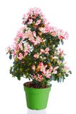 Planta floreciente de la azalea Fotografía de archivo libre de regalías Planta floreciente de la azalea Fotografía de archivo libre de regalías
