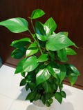Planta interior verde frondosa imágenes de archivo libres de regalías Planta interior verde frondosa imágenes de archivo libres de regalías