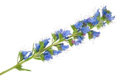 Planta medicinal: Vulgare do Echium imagem de stock Planta medicinal: Vulgare do Echium imagem de stock