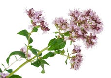 Planta medicinal: Vulgare do Origanum imagem de stock Planta medicinal: Vulgare do Origanum imagem de stock