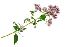 Planta medicinal: Vulgare do Origanum imagens de stock Planta medicinal: Vulgare do Origanum imagens de stock