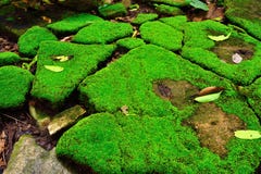 Planta na natureza imagens de stock royalty free Planta na natureza imagens de stock royalty free