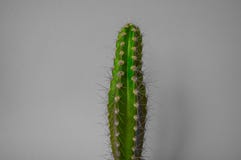 Planta no rosa Projeto mínimo da arte dos verdes tropicais Arte contemporânea fotos de stock Planta no rosa Projeto mínimo da arte dos verdes tropicais Arte contemporânea fotos de stock