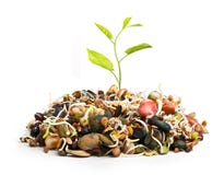 Planta nova da pilha do crescimento diferente das sementes foto de stock royalty free Planta nova da pilha do crescimento diferente das sementes foto de stock royalty free
