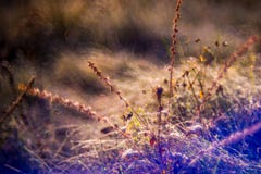 Planta seca, detalhe da natureza fotografia de stock royalty free Planta seca, detalhe da natureza fotografia de stock royalty free