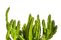 Planta suculenta de los leendertziae del Stapelia con los tallos carnudos verdes, aislados en el fondo blanco imagenes de archivo Planta suculenta de los leendertziae del Stapelia con los tallos carnudos verdes, aislados en el fondo blanco imagenes de archivo