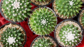 Planta suculenta verde de las flores del cactus en la opinión superior del pote plástico negro imagen de archivo Planta suculenta verde de las flores del cactus en la opinión superior del pote plástico negro imagen de archivo