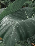 Planta tropical com gotas de água foto de stock Planta tropical com gotas de água foto de stock