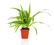 Planta verde de Chlorophytum foto de archivo Planta verde de Chlorophytum foto de archivo