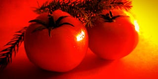 Plantaardige van de achtergrond gebruiks verse tomaat mooie voorraadfoto stock afbeeldingen Plantaardige van de achtergrond gebruiks verse tomaat mooie voorraadfoto stock afbeeldingen
