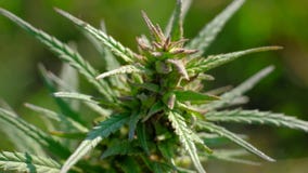 Plantaciones de marijuana médicas, balanceando en el viento, concepto de la agricultura Plantaciones de marijuana médicas, balanceando en el viento, concepto de la agricultura
