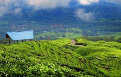 Plantación de té en Pagar Alam East Sumatera Indonesia imagen de archivo libre de regalías Plantación de té en Pagar Alam East Sumatera Indonesia imagen de archivo libre de regalías