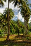 Plantación del árbol de coco en la isla de Koh Chang, Tailandia imagen de archivo libre de regalías Plantación del árbol de coco en la isla de Koh Chang, Tailandia imagen de archivo libre de regalías